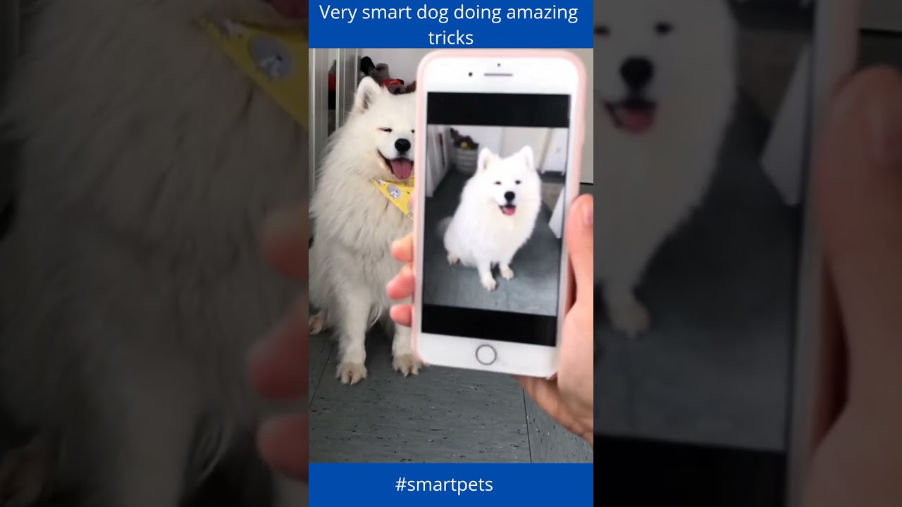 Smart dog doing amazing tricks (Dog Tricks) 