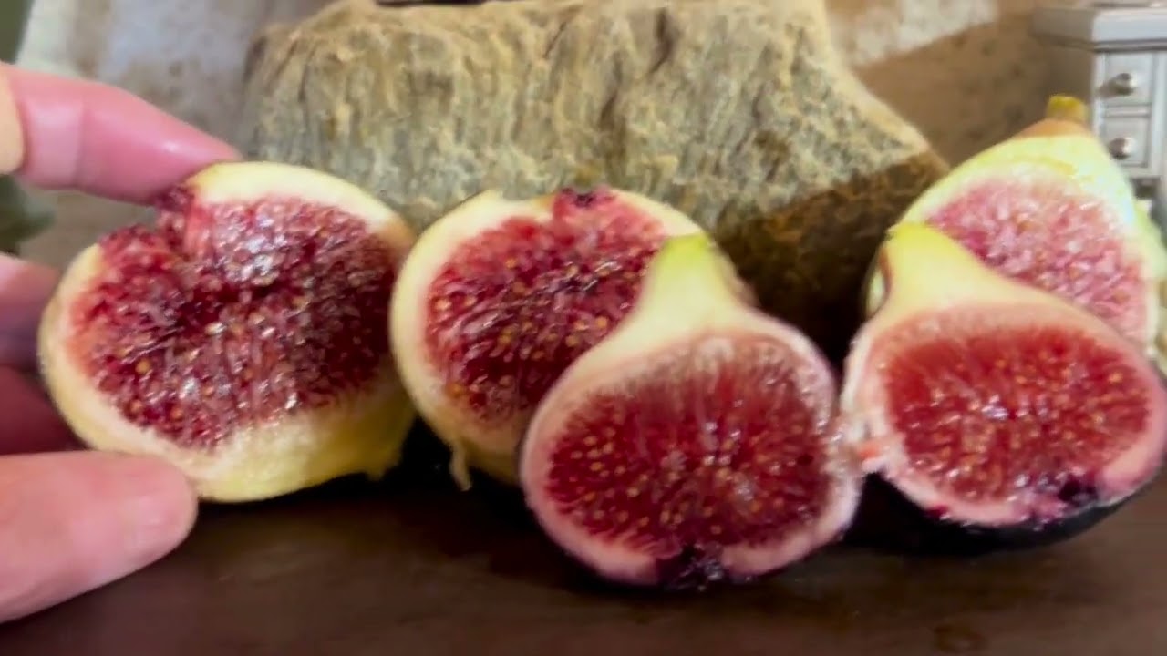 Ficus carica. Figs. Инжир . Сорта 402 от Fig Hunter, Unk.Burgan   от B. Мelton, Noire d' Agde.