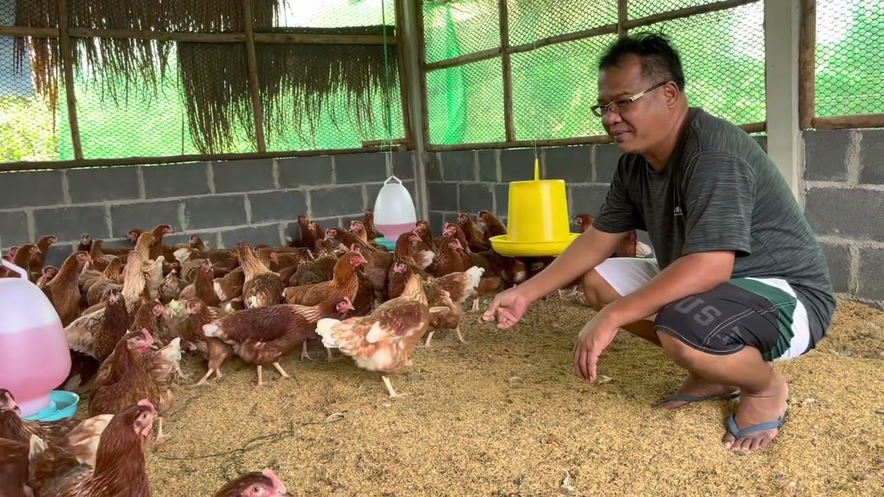 พาชมโรงเรือนไก่ไข่ ลงไก่สาว 200 ตัว @สวนอัญชัญฟร์ามไก่ไข่ออแกนิค จ.ชัยนาท