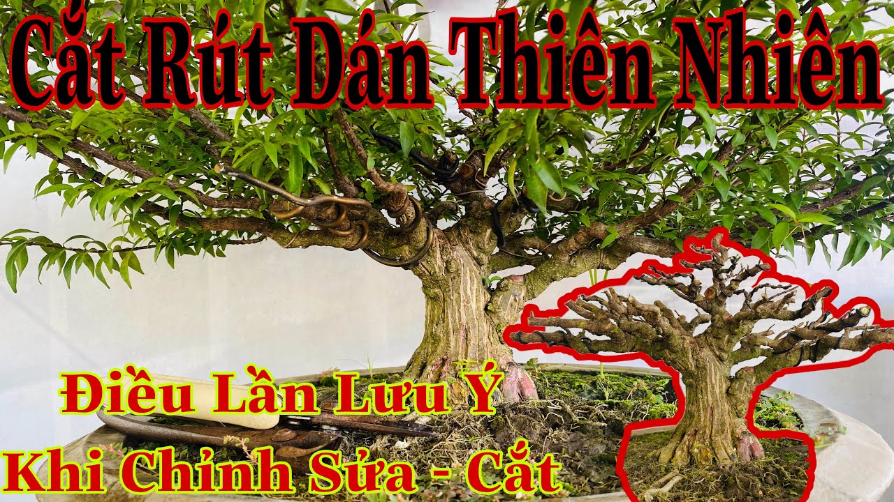 sửa kiểng bonsai #28 | cách sửa cây dán đa thiên nhiên | cách cắt cành cây dán thiên nhiên