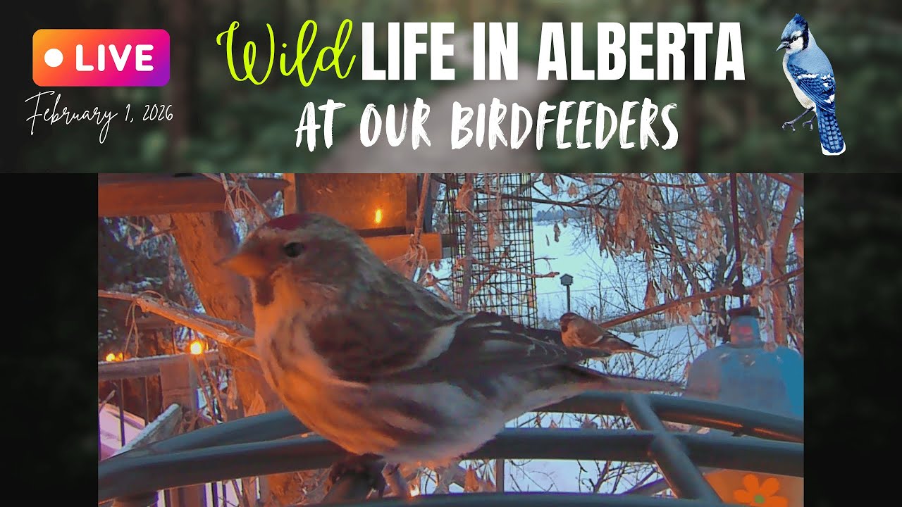 Live from our Birdfeeders with Sound! Good Morning! 😻#livebirdstream #cattv #windchimes #ab #birds