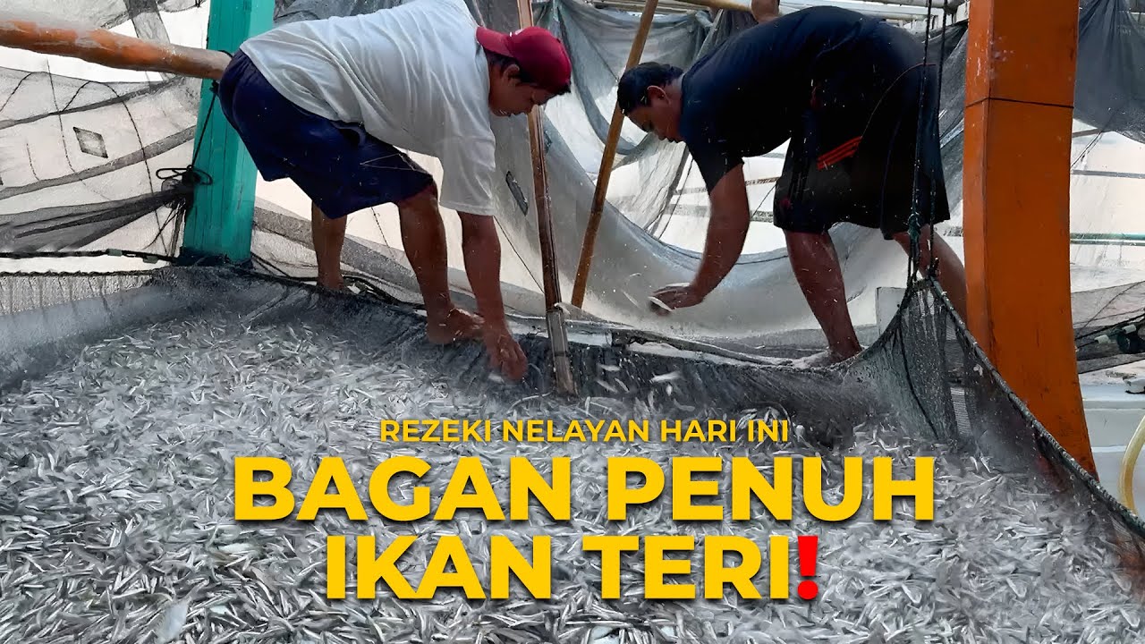 BEGINILAH KETIKA REZEKI NOMPLOK! NELAYAN BAGAN APUNG, JARING PENUH IKAN TERI, BIKIN MERINDING!