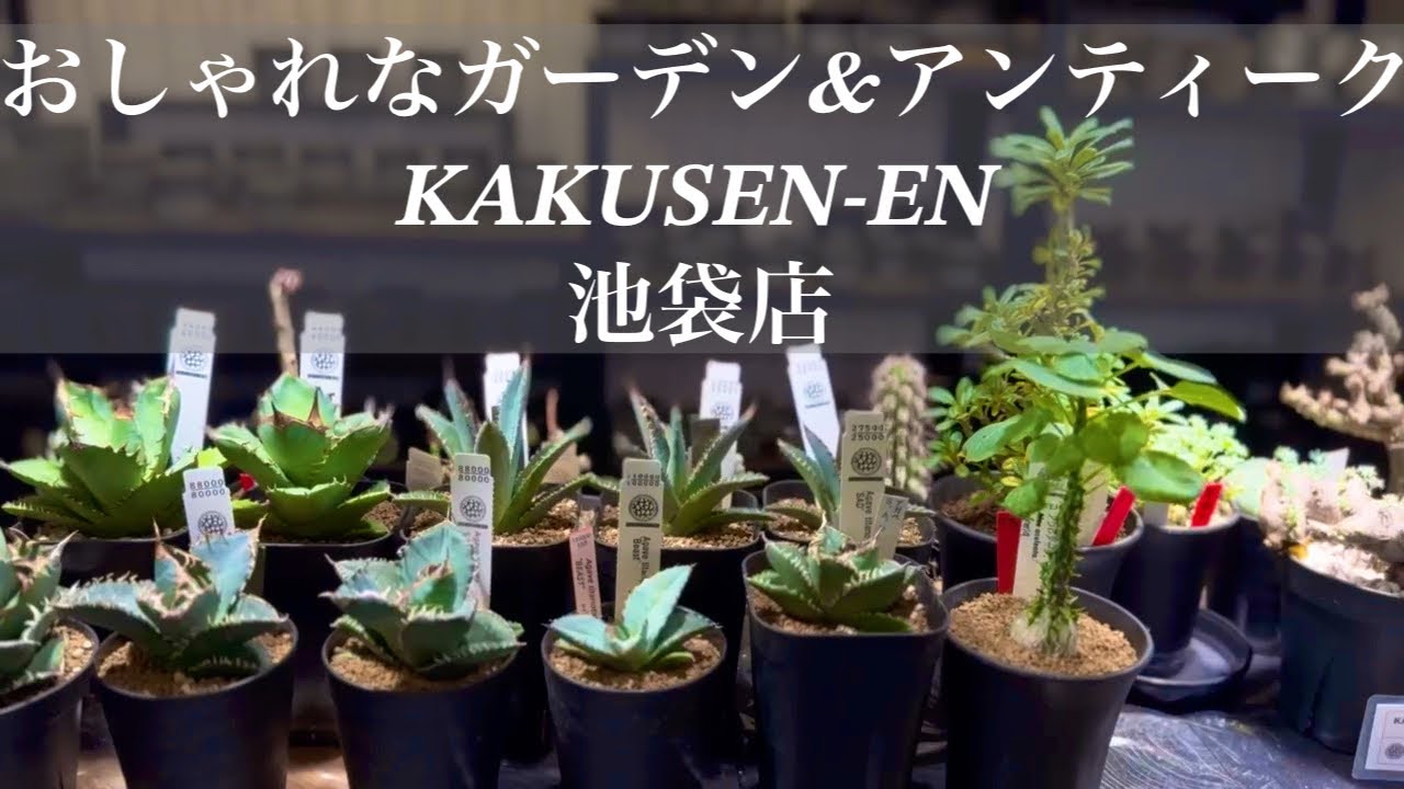 鶴仙園　池袋店　好きな形がいっぱいです。
