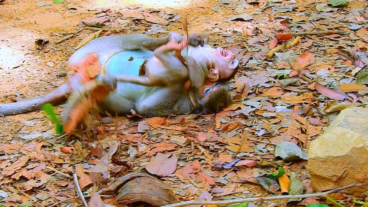 OH NO BRIAR...SO CUTE MONKEY...!