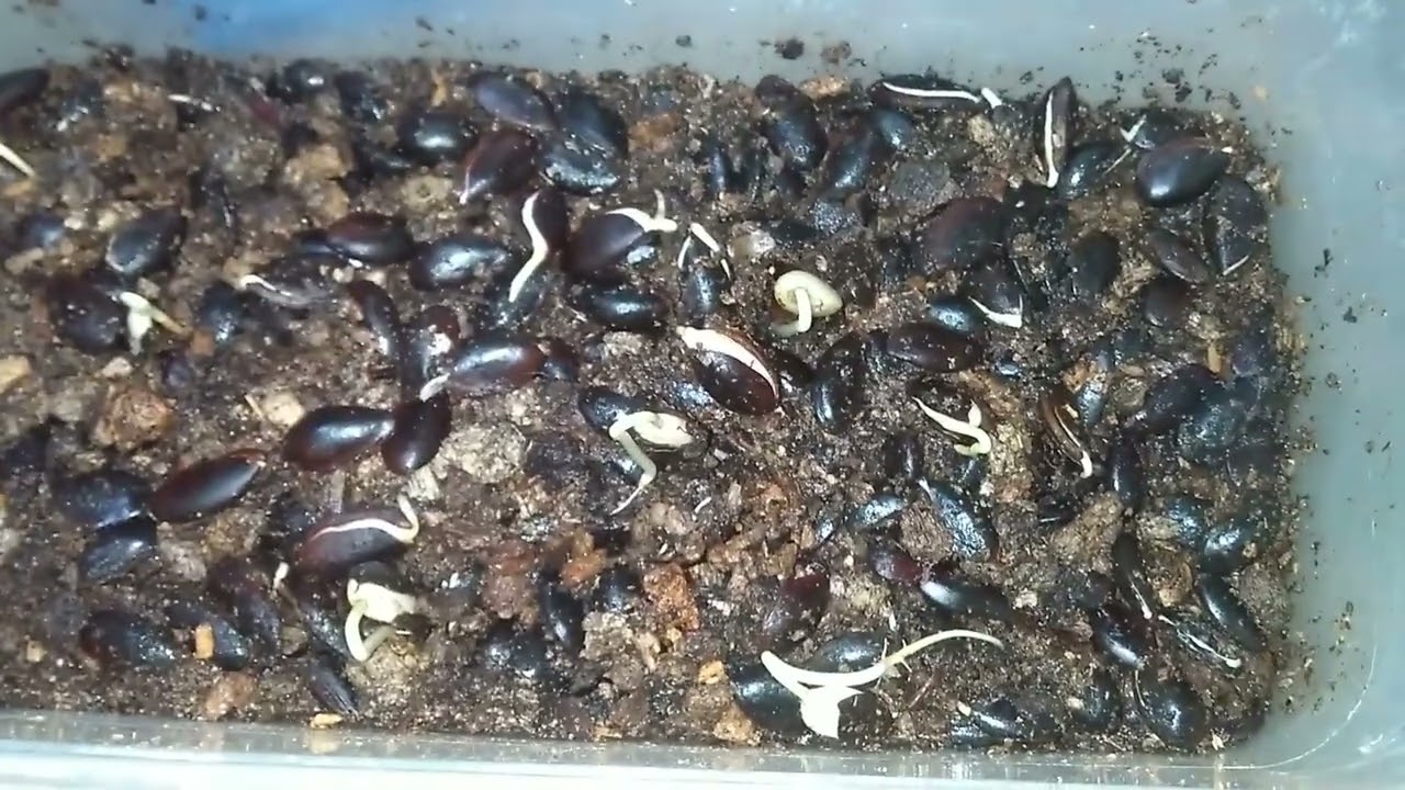 manera efectiva de germinar semillas de níspero o nisperero