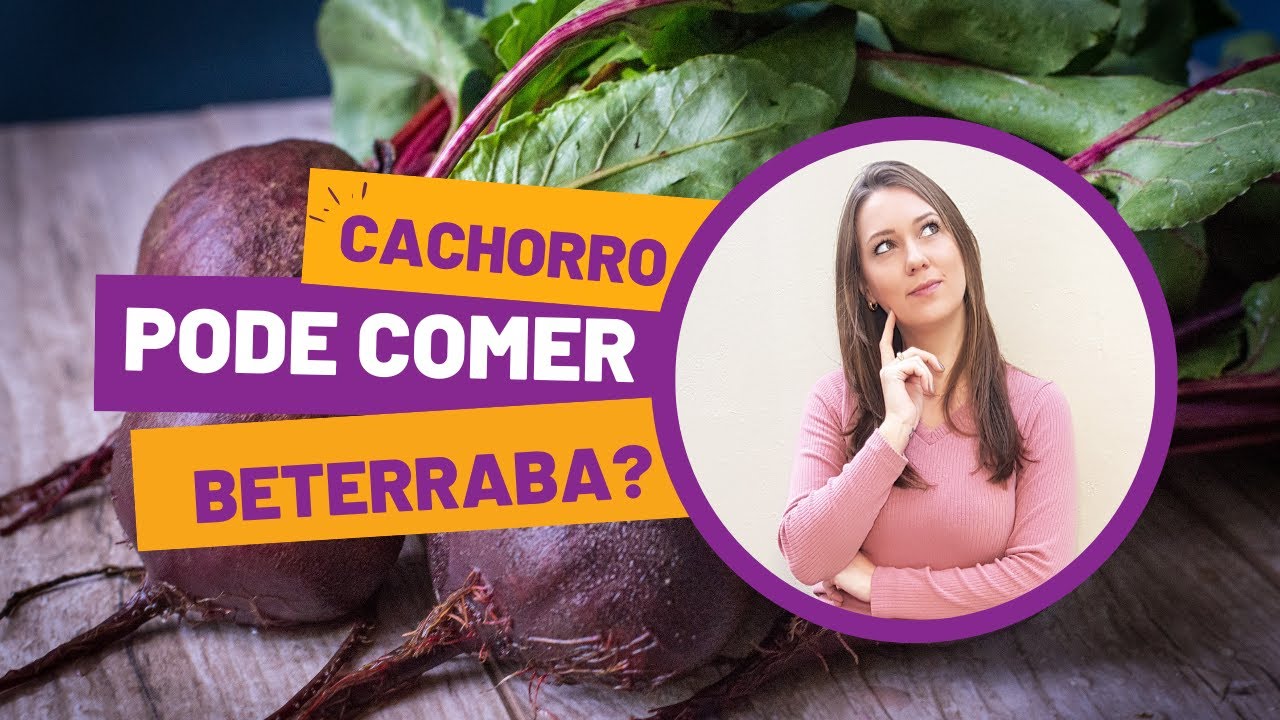 Cães podem comer beterraba? | Cão pode comer beterraba? | Cão pode comer beterraba cozida?