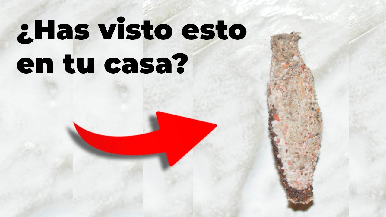 &iquest;Qu&eacute; es ese bicho en la pared?/La polilla del estuche