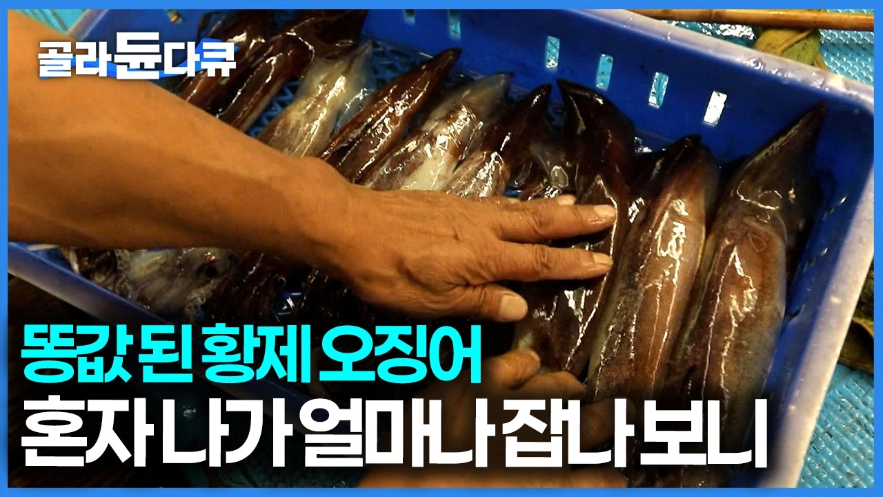 이렇게까지 떨어진 적은 처음인데, 금값 오징어가 똥값 됐다｜오징어잡이｜한국기행｜#골라듄다큐