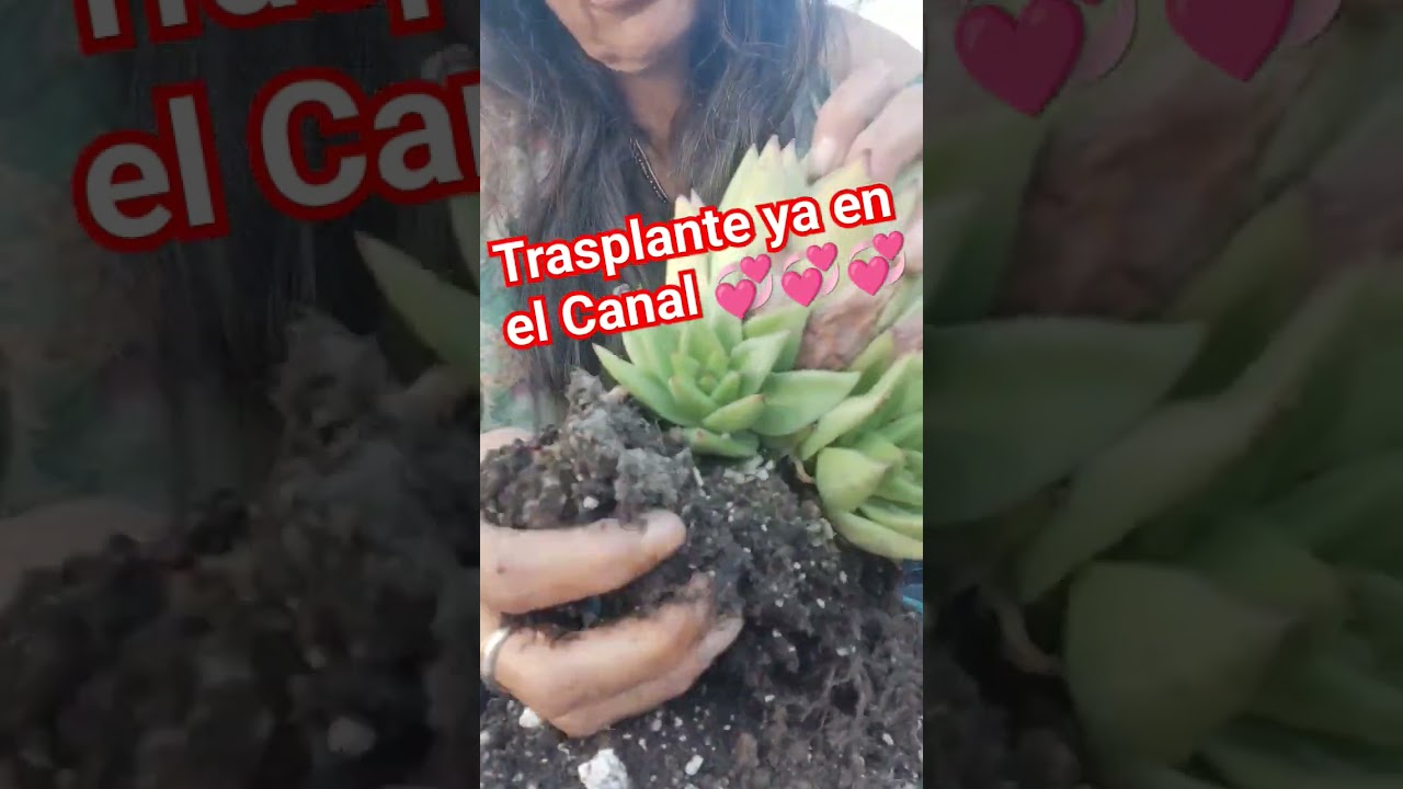 Agavoide Red Edge y sus hijos @cactu_ceSuculentas #suculentas #agavoides #ra&iacute;ces #jardin