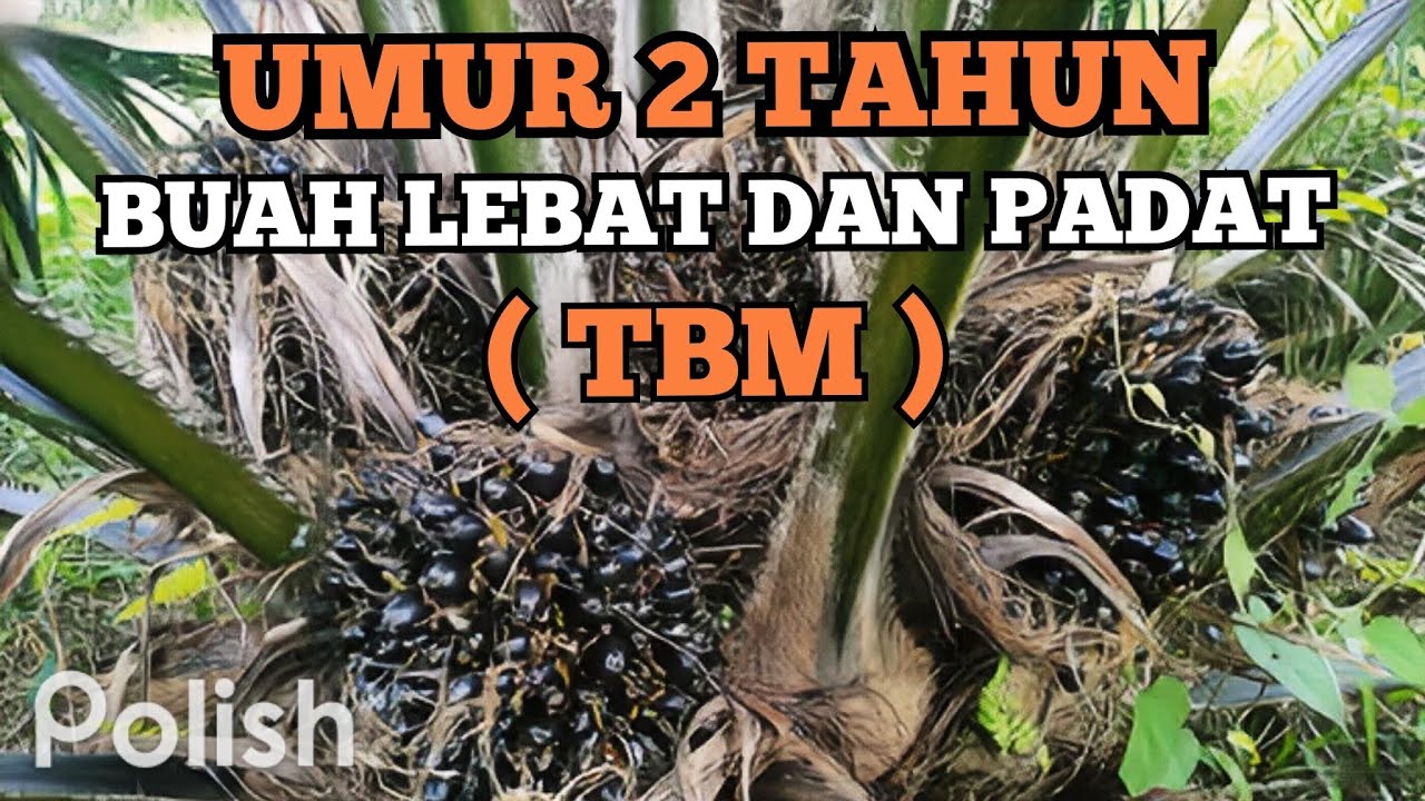 SAWIT UMUR 2 TAHUN BUAH LEBAT & PADAT #kelapasawit #sawit