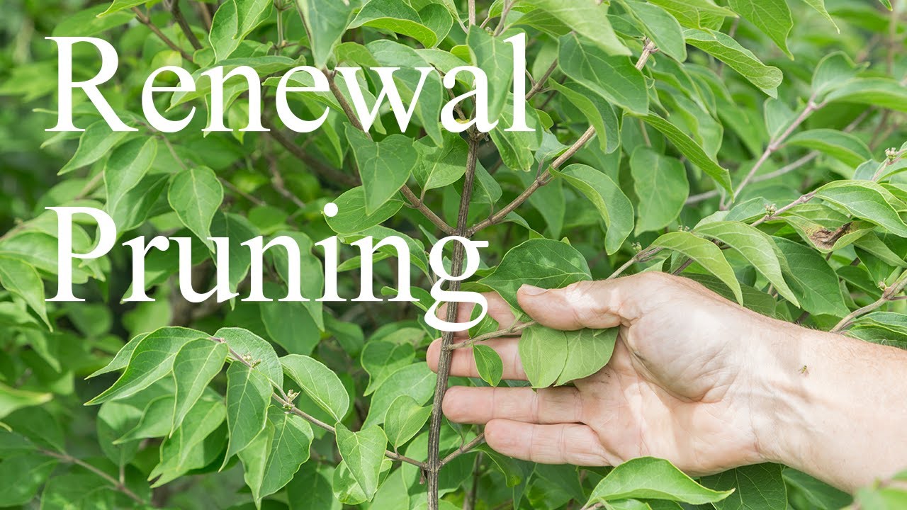 10 11 Renewal Pruning a Dogwood Hedge