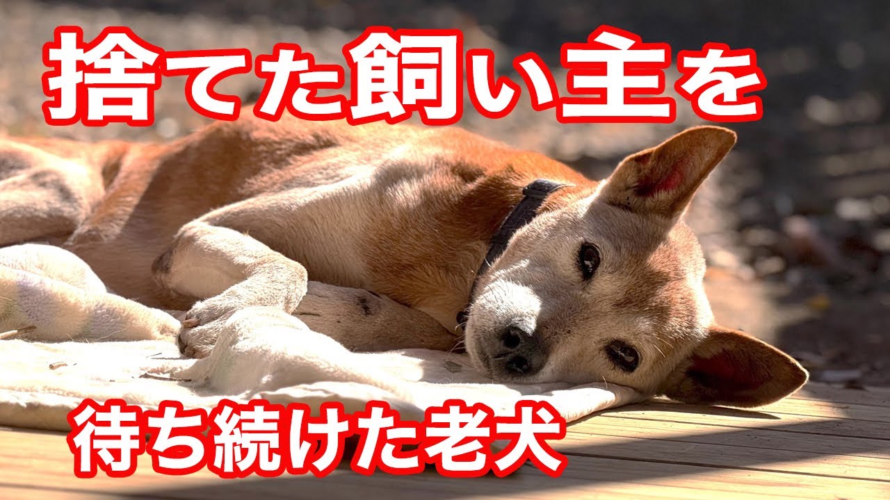 河川敷に置き去りにされた老犬との短い時の記録