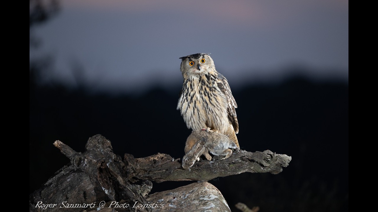 Eagle Owl Hide - Photo Logistics