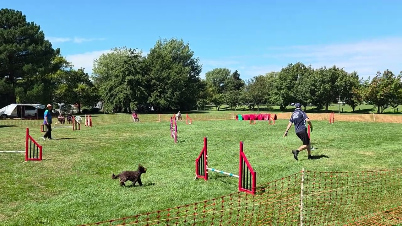 Tyler & Maisy - Jumpers A2 - CCOC Champ Show - 22 February 2026