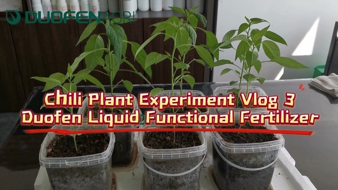 Duofen Liquid Functional Fertilizer Chili Experiment Vlog 3 🌶️🌱