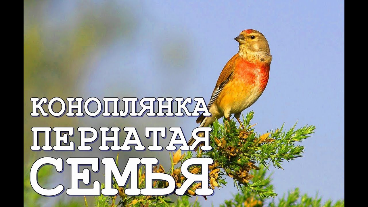 Невероятный мир птиц Реполов Воробьиные семейство Вьюрковых. Проследил за пернатой семьёй Коноплянок