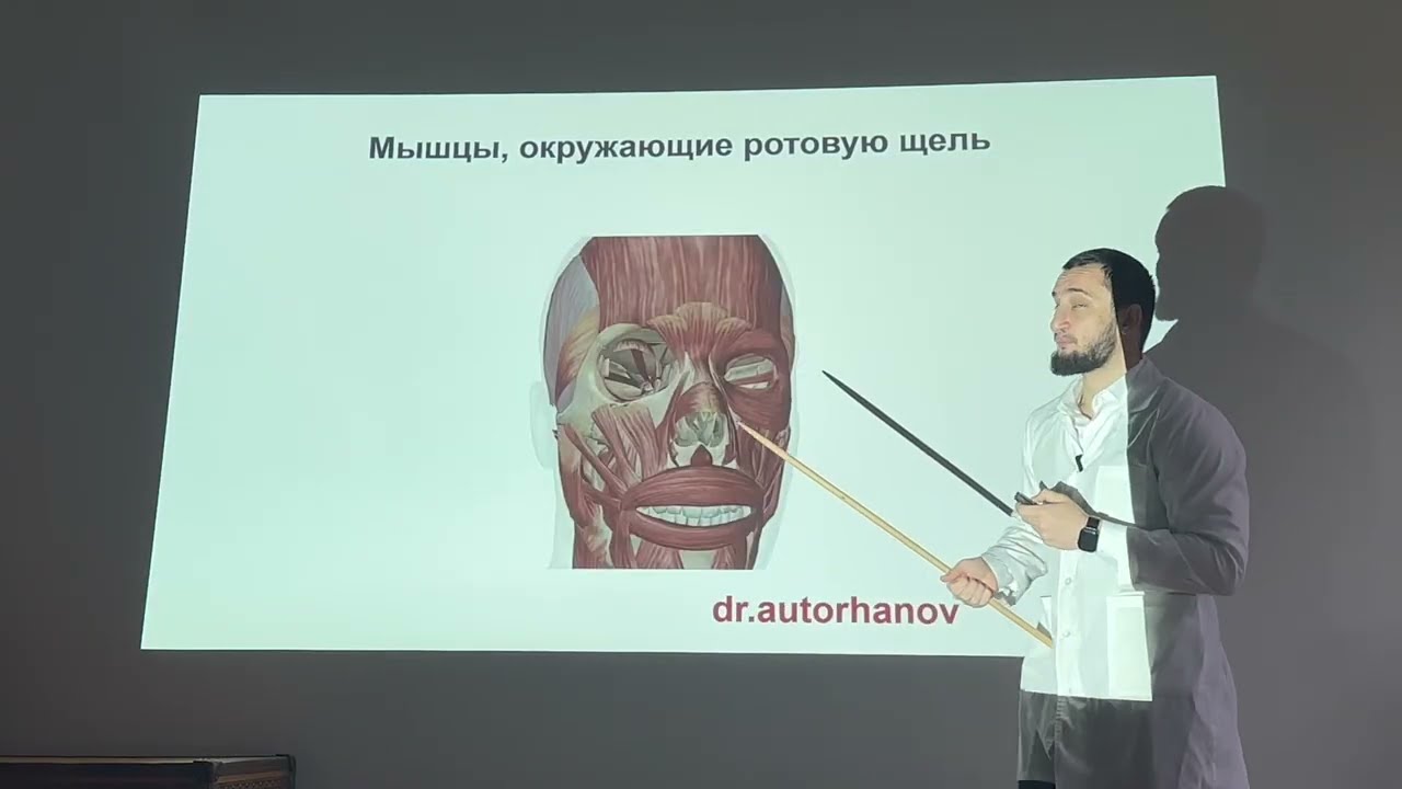 Мимические мышцы. Анатомия мимических мышц