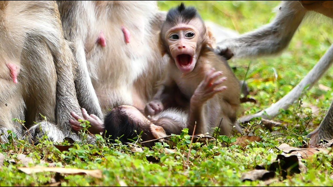 Amari Troop Get Back Their Full Happiness With Three Babie Monkey Just Born. Million Happy With Them