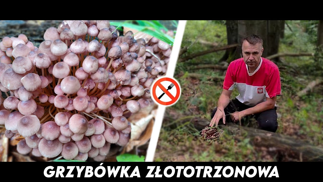 Grzyb&oacute;wka Złototrzonowa - Karpacki autochton!