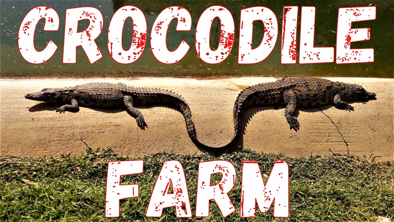 Crocodile Farm in Otjiwarongo town, northern Namibia, southern Africa
