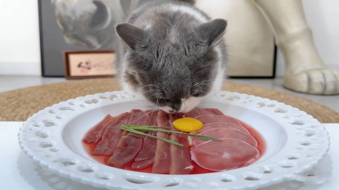 The kitten cafeteria is open for meals! #TheWorldCan'tBeWithoutKittens #CatDailyVlog #ThisIsTheCat