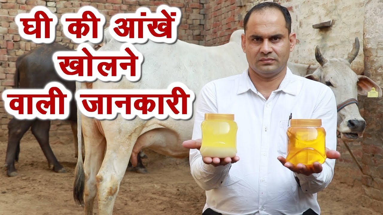 घी की आंखें खोलने वाली जानकारी Healthy Ghee || Technical Farming ||