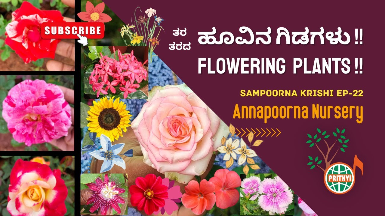 ಇಲ್ಲಿ ಹೂವಿನ ಸಂತೆ! Bunch of flowering plants here! | Annapoorna Nursery, Udupi | Sampoorna Krishi