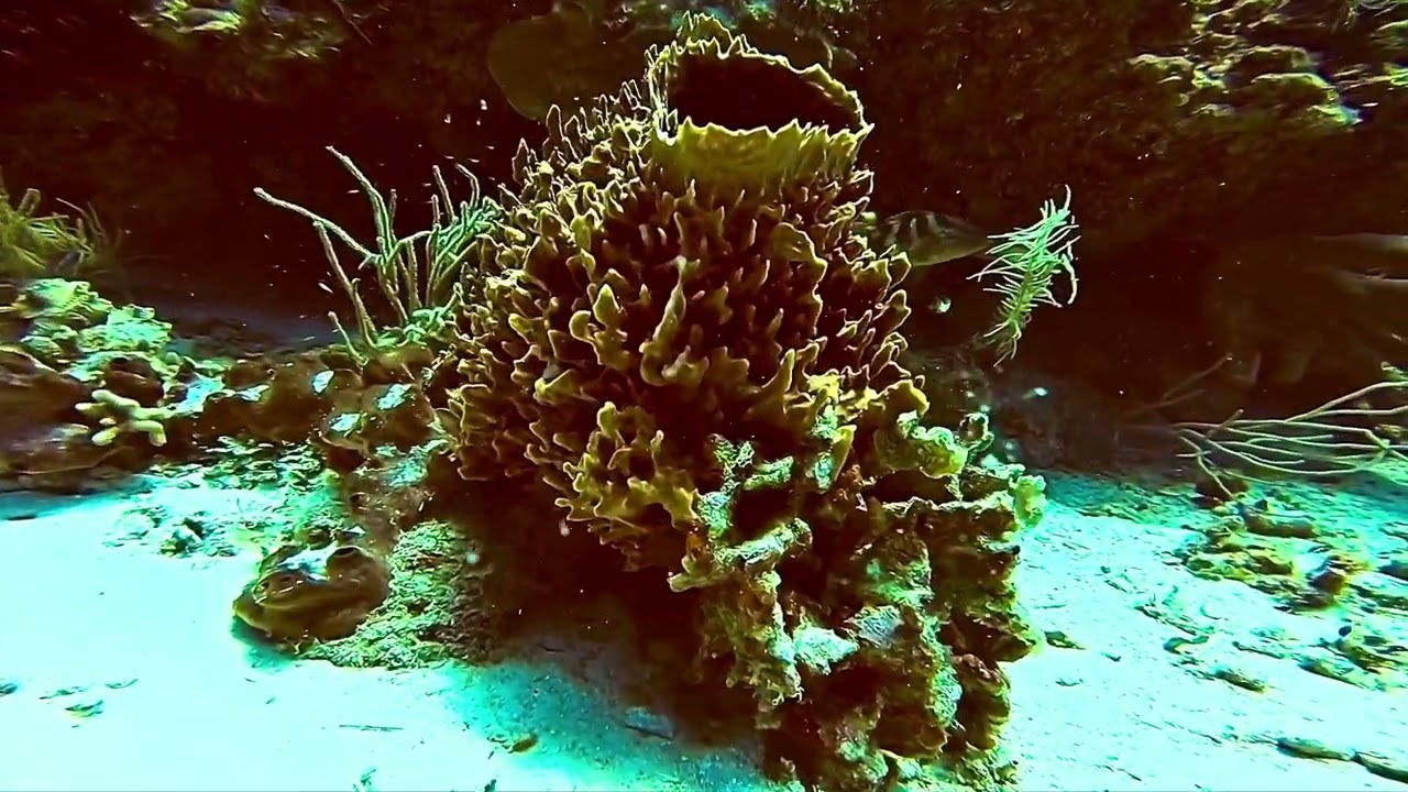 Roatan Diving 2025