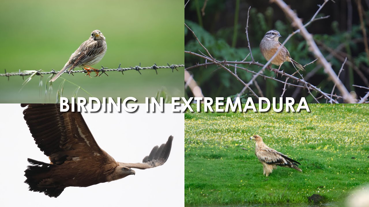 Birding in Extremadura   April 2025