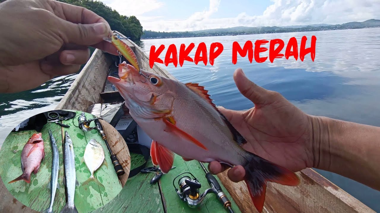 Ternyata disini spotnya predator dan kakap merah @acomancing