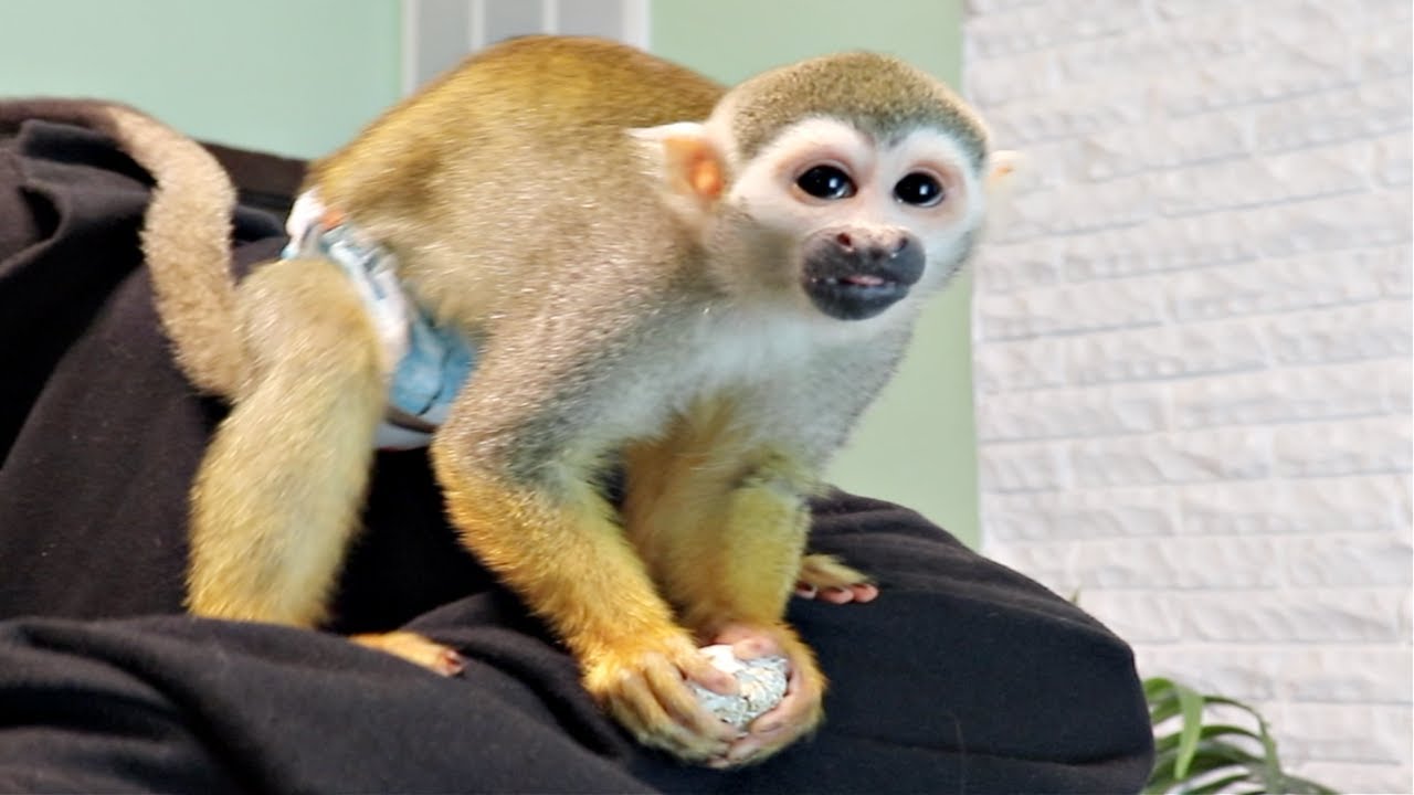 Monkey oLLie Eats Tiny Quail Egg (UNEDITED)