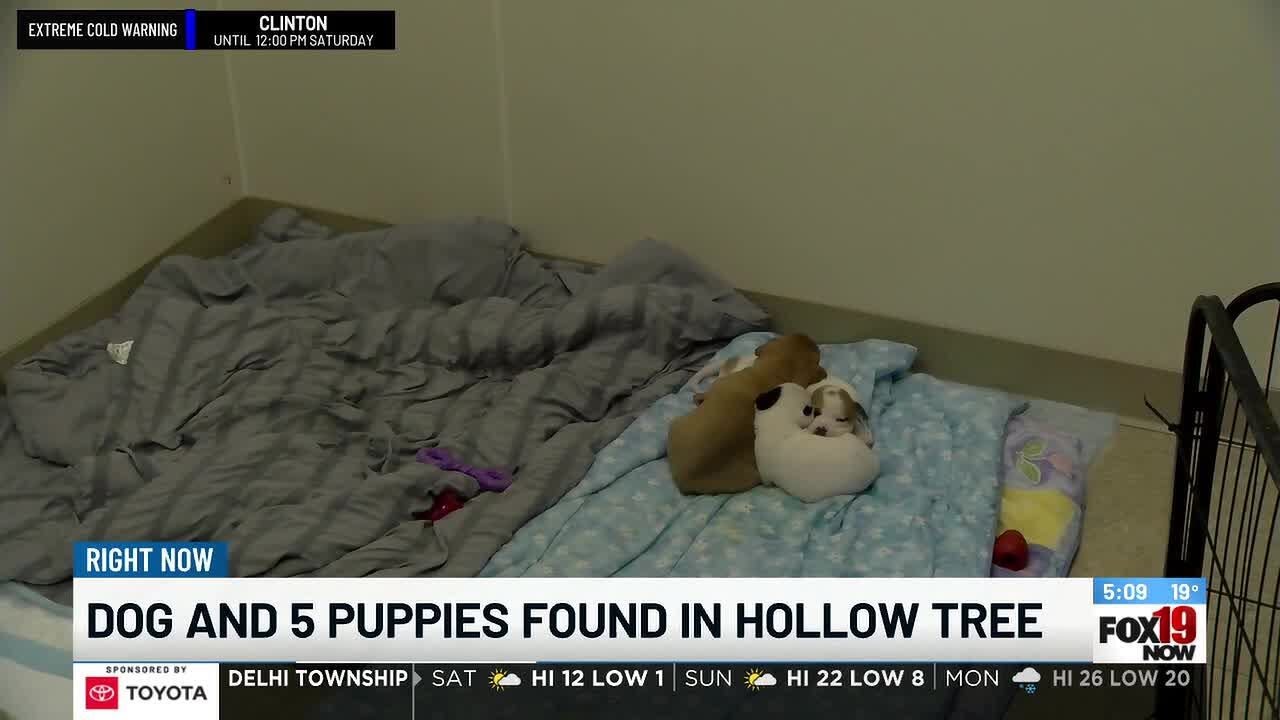 Butler County puppies, mom rescued from hollow tree find foster home