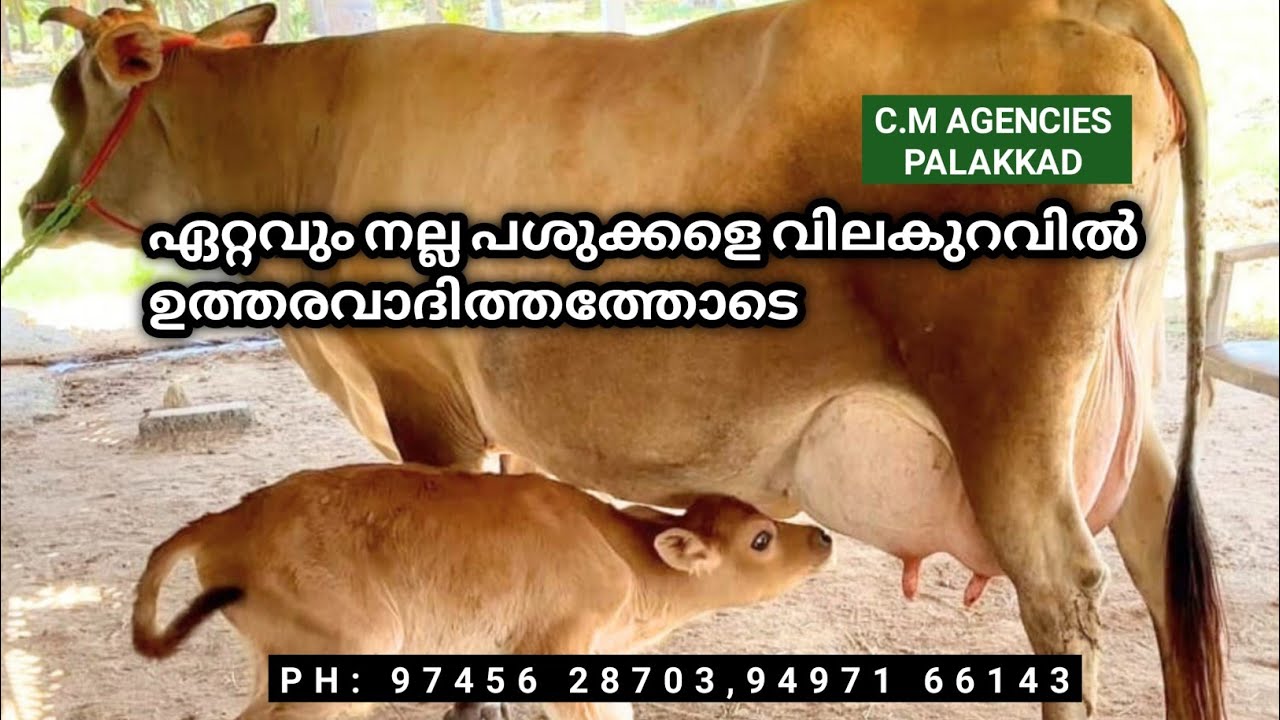 വില കുറവിൽ ഉത്തരവാദിത്തത്തോടെ നീണ്ട കറവ ലഭിക്കുന്ന പശുക്കൾ l Cow broker palakkad