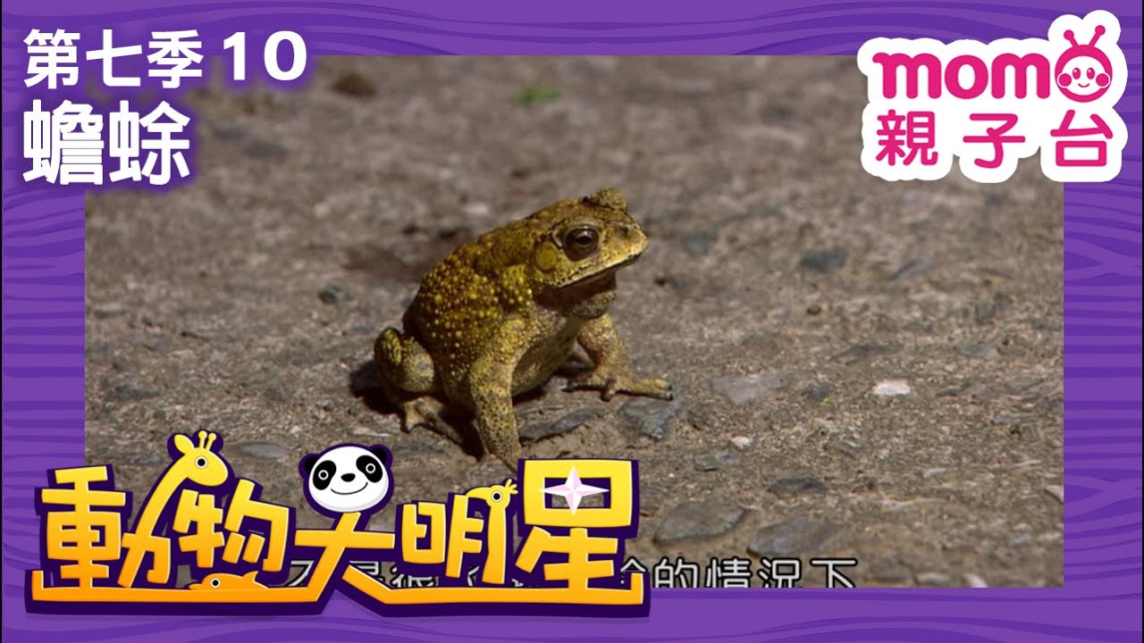 動物大明星 S7：EP 10【蟾蜍】認識動物｜自然生態｜魚類｜昆蟲｜海洋生物｜哺乳類｜兒童節目｜Animal big star｜第七季 第10集【親子台｜官方HD】momokids