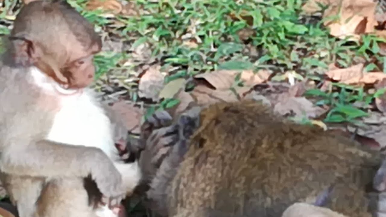Sweet pea baby monkey hate Popeye monkey so much, He is  hungry milk, But Popeye isn't give.