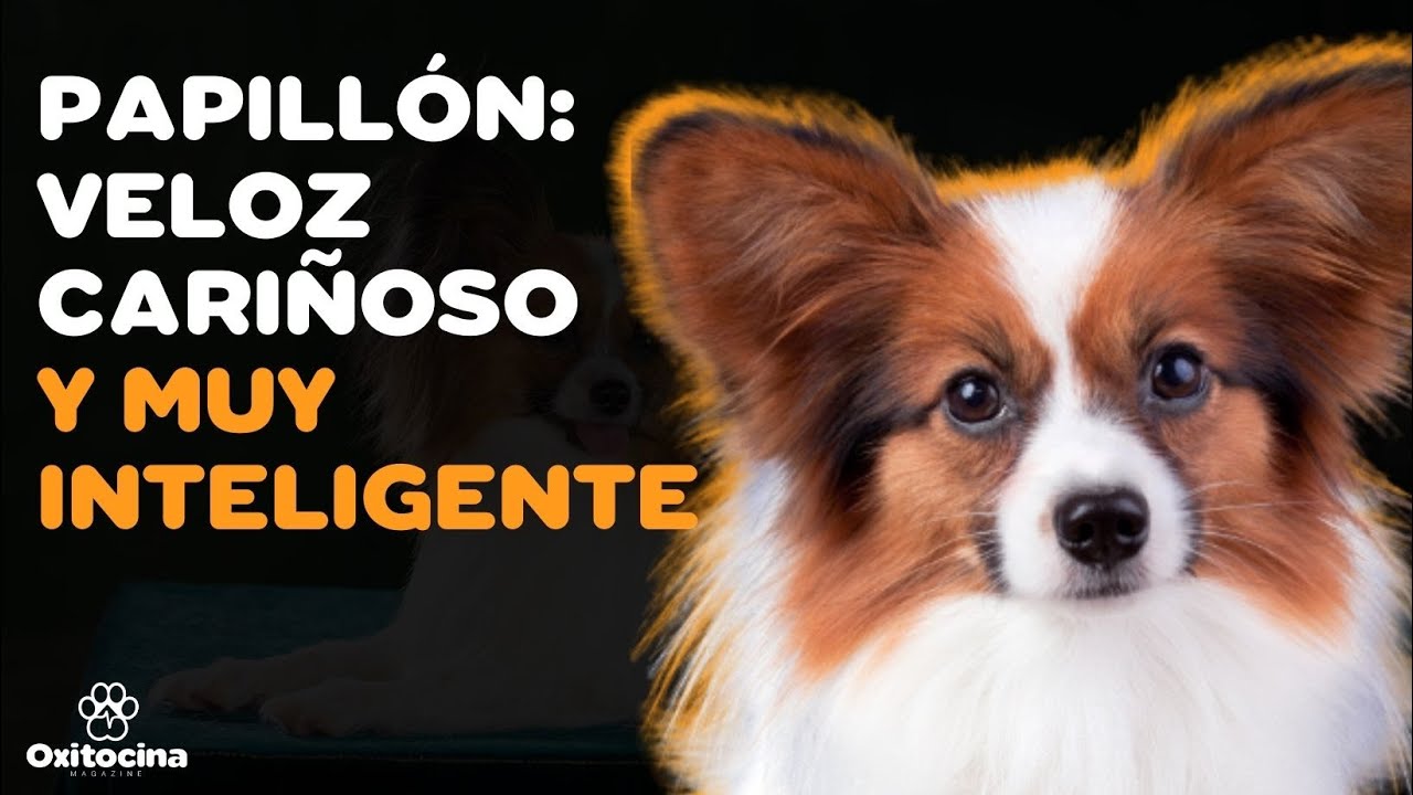 PAPILLÓN: 9 COSAS que debes saber