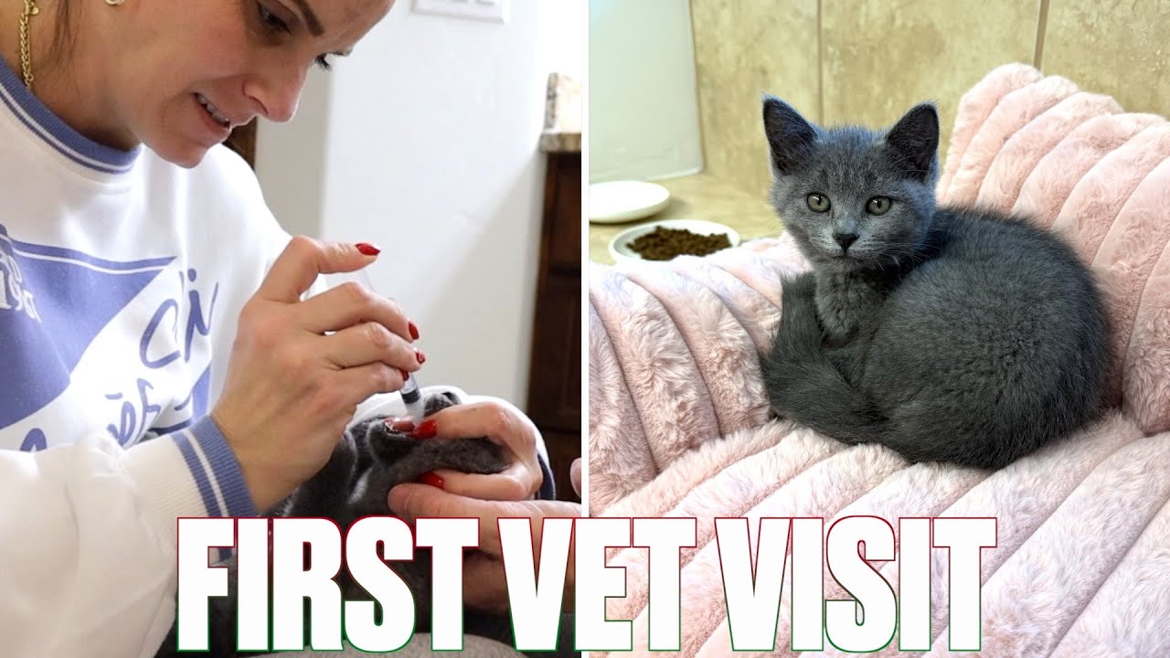 FIRST TRIP TO THE VET WITH OUR NEW KITTEN DID NOT GO AS EXPECTED