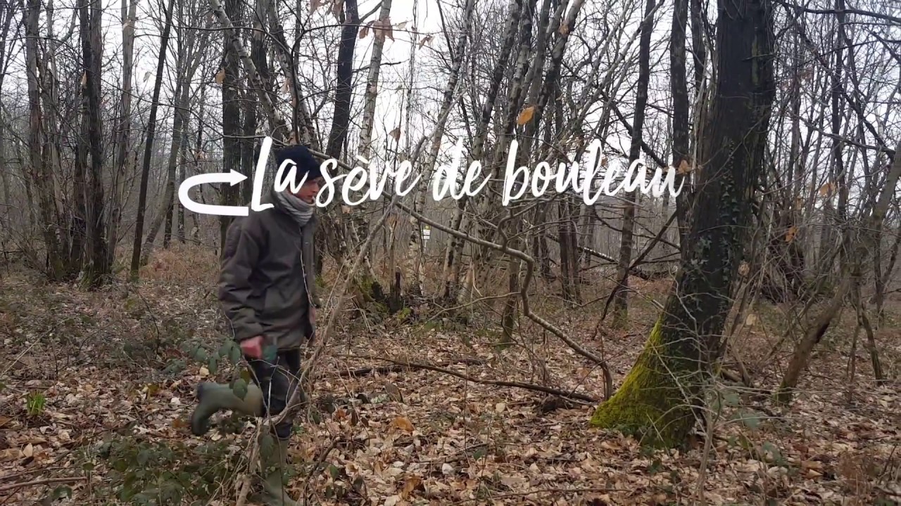 Permaculture et autonomie - La sève de bouleau 2018