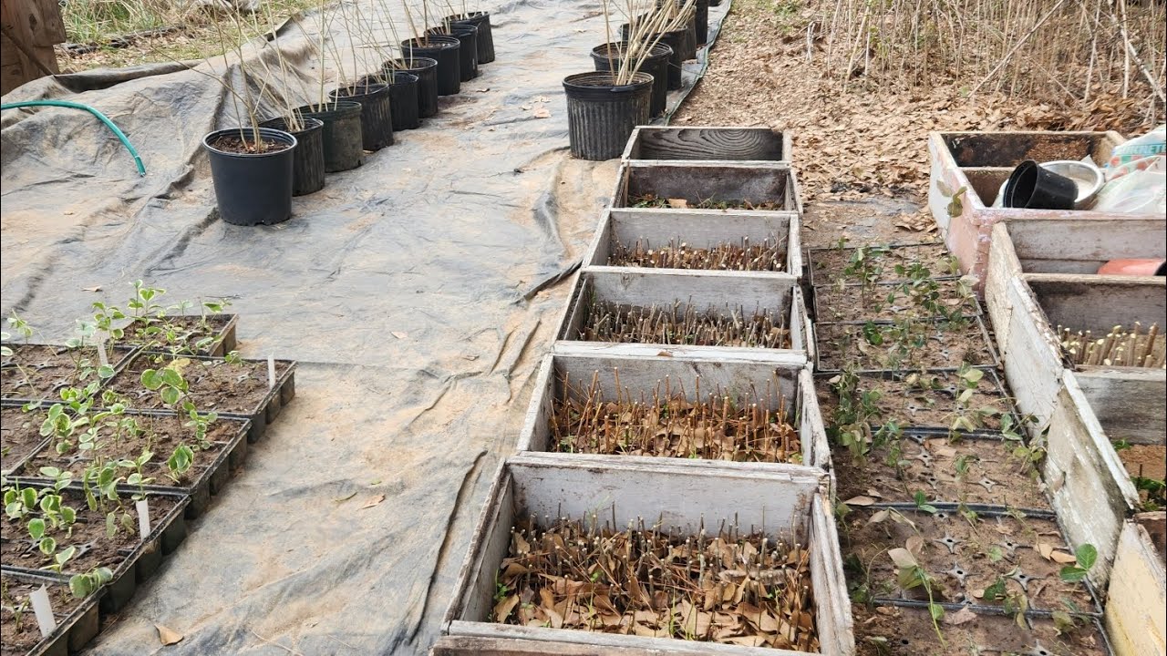 Hardwood cuttings outside pt.2 #rootingcuttings #hardwoodcuttings  #propagatingplants #propagation 