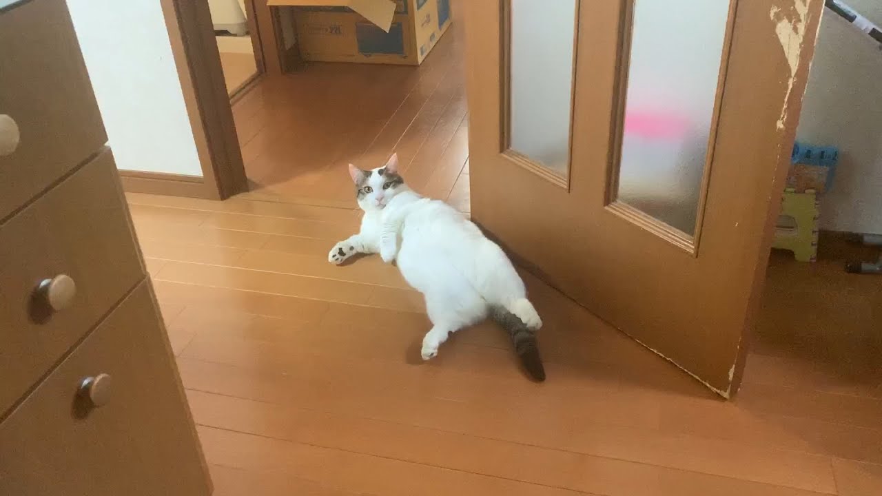名前を認識している猫、していない猫