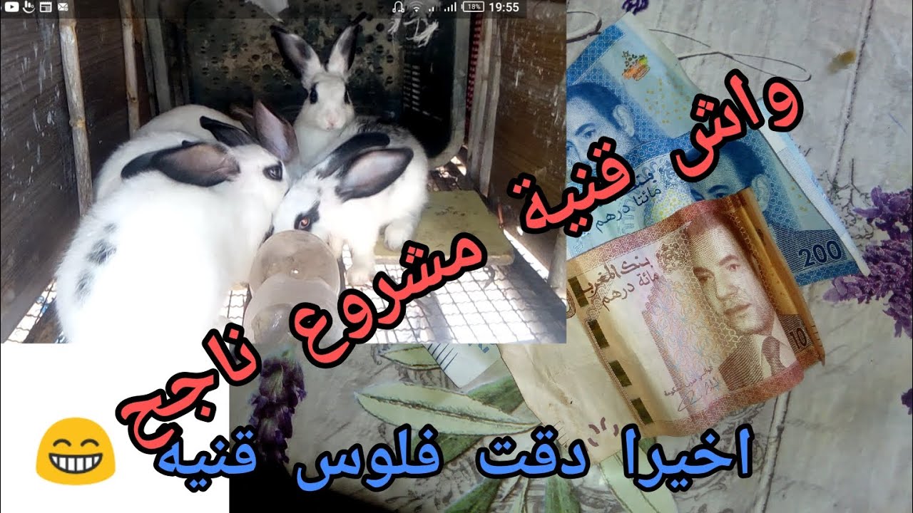 مشروع تربية الارانب:أخيرا دقت فلوس قنية 😁😁