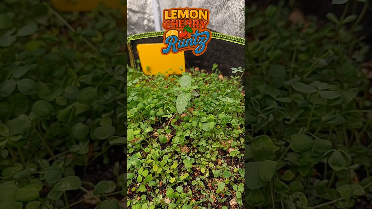 Lemon 🍋 Cherry 🍒 Runtz @CoupleofPlants #growupdate #grow2025 #420growers #growshorts #420