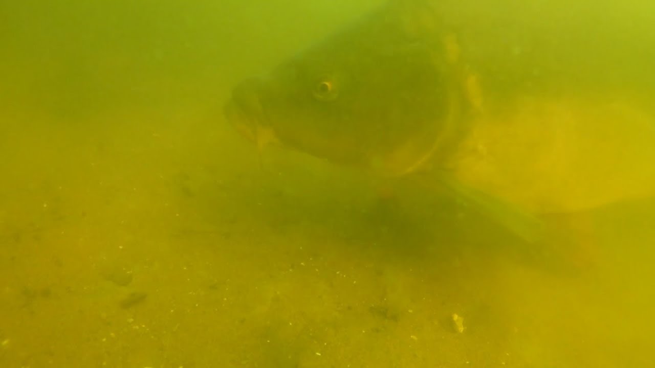 PZW - karpie pod wodą cz. 1 Blog Karpiarczyka