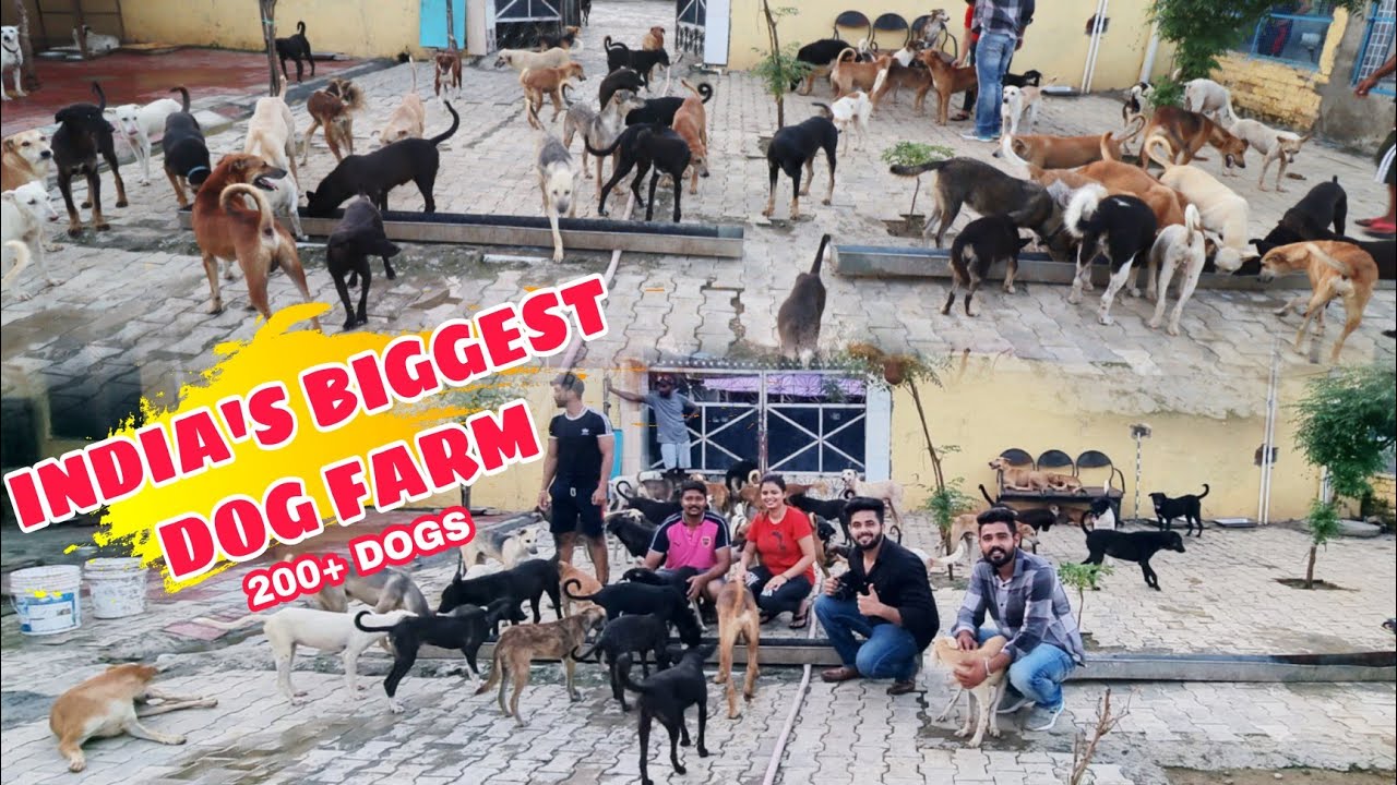 India's Biggest Dog Farm | Dog Shelter