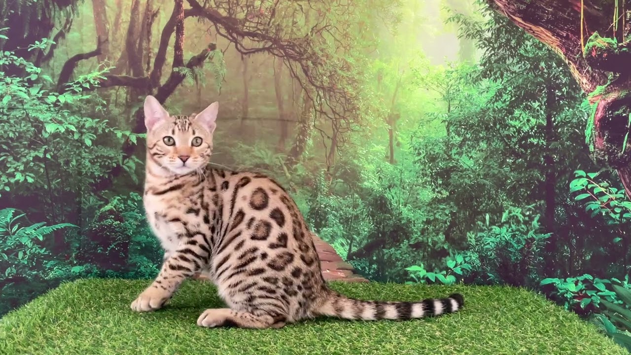 SUNDIATA ROSALÍA at 4.5 months old