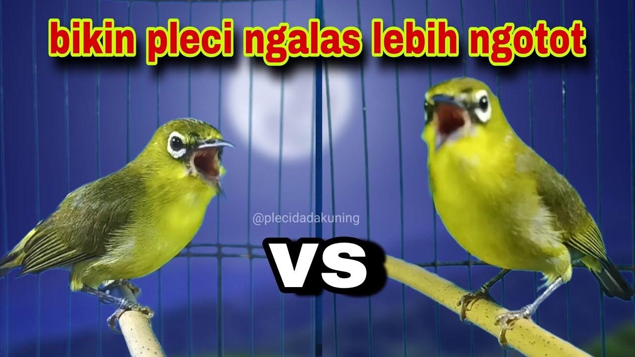 Pleci Gacor Ngalas Nembak Memancing Lawan,Bikin Pleci Nembak Lebih Ngotot