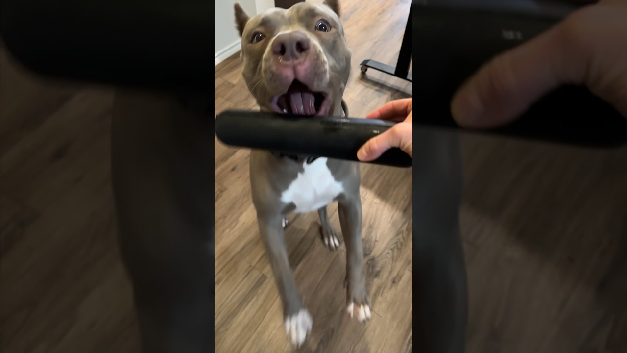 Discover the Best Chew Toys for Dogs