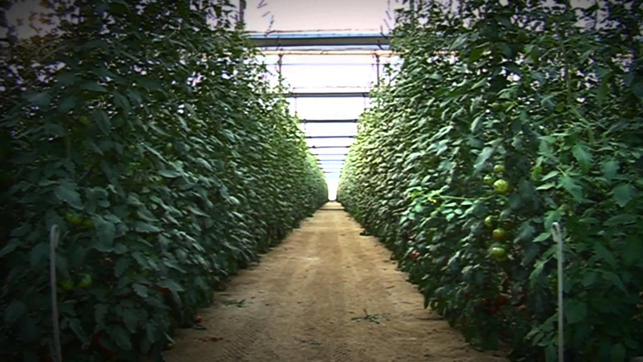 TOMATE IBERIKO: EL SABOR DE LO AUTÉNTICO