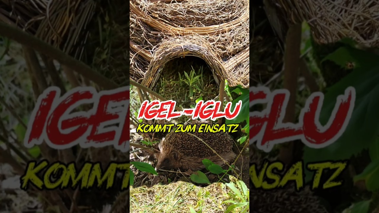 IGEL bekommt einen UNTERSCHLUPF im GARTEN 🦔💚 #igel #natur #garten #tiere