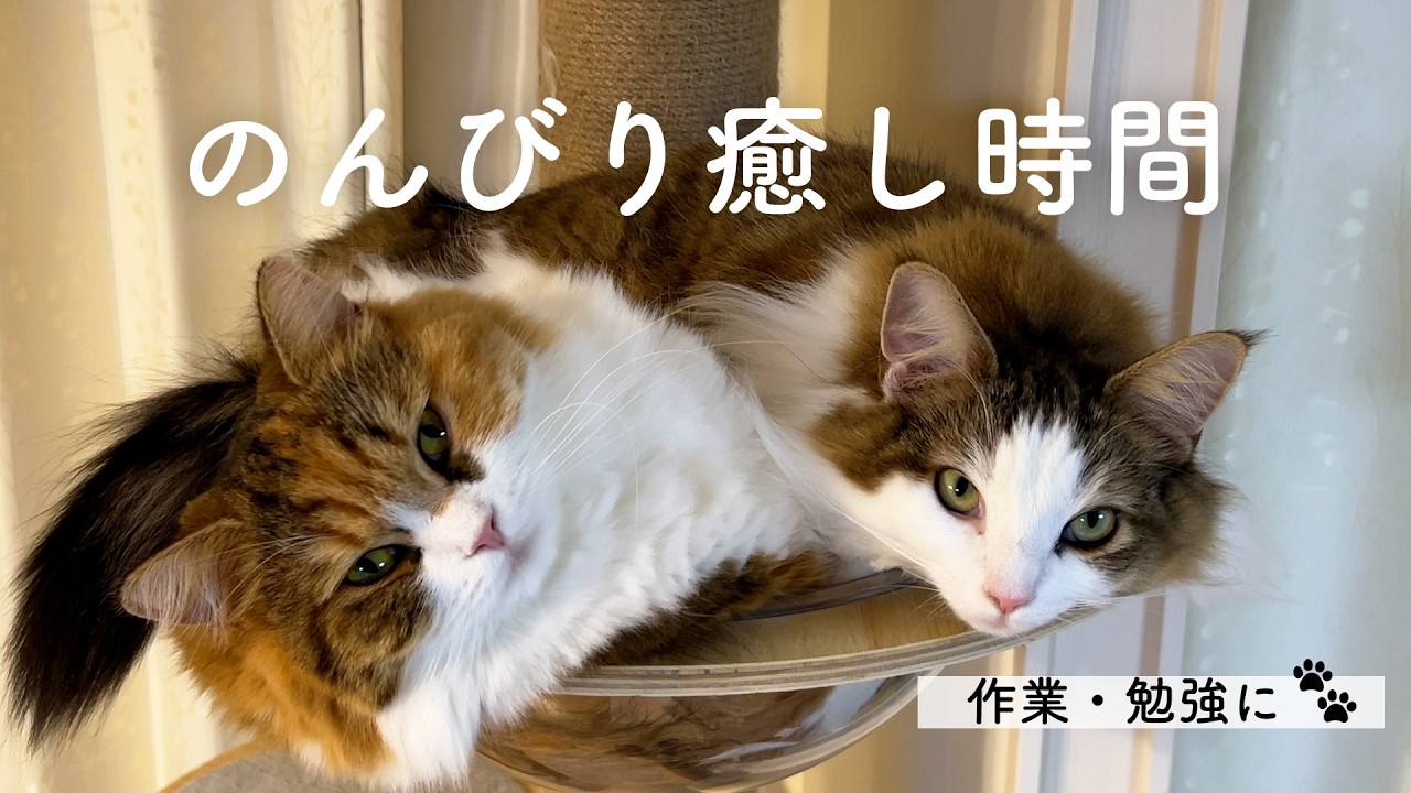 【15分】姉妹猫とのんびり癒し時間🐾作業・勉強用BGM